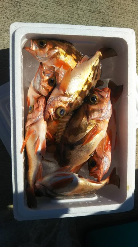 モンロー号 釣果