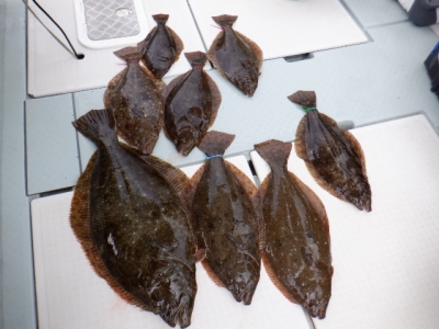 遊漁船 幸友丸 釣果