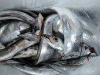 おおせき丸 釣果