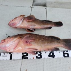 オーフリー 釣果