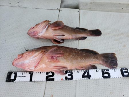 オーフリー 釣果