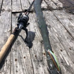 本部釣りイカダ 釣果