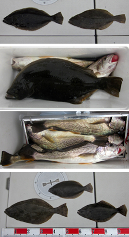 来温丸（らいおんまる） 釣果