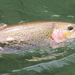 小菅トラウトガーデン 釣果