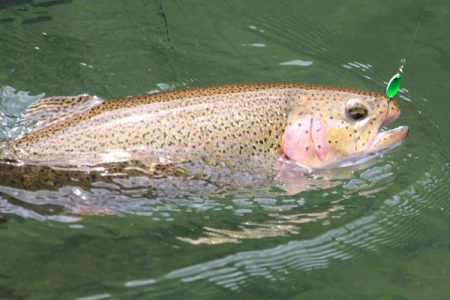 小菅トラウトガーデン 釣果