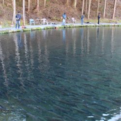 小菅トラウトガーデン 釣果