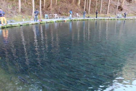 小菅トラウトガーデン 釣果