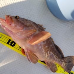 オーフリー 釣果