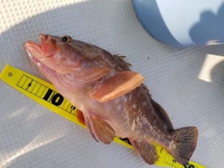 オーフリー 釣果