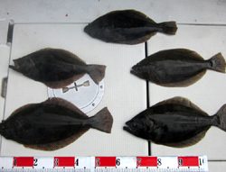 来温丸(らいおんまる) 釣果