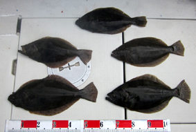 来温丸（らいおんまる） 釣果