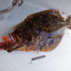 遊漁船 幸友丸 釣果