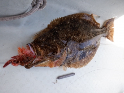 遊漁船 幸友丸 釣果