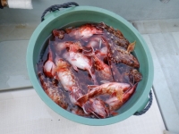 遊漁船 幸友丸 釣果