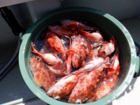 遊漁船 幸友丸 釣果