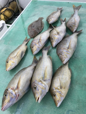 本部釣りイカダ 釣果