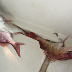 松本釣船２ 釣果