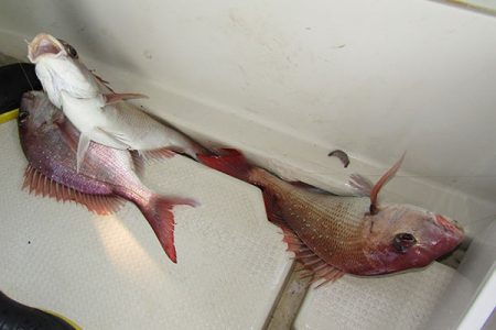 松本釣船２ 釣果