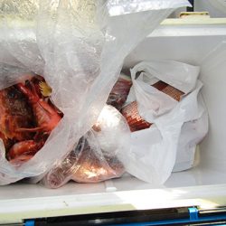 松本釣船２ 釣果