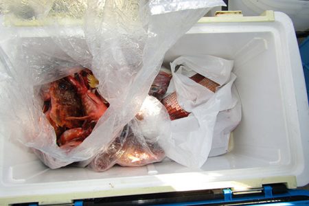 松本釣船２ 釣果