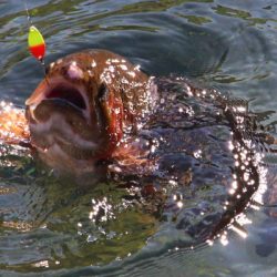 小菅トラウトガーデン 釣果