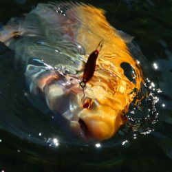 小菅トラウトガーデン 釣果