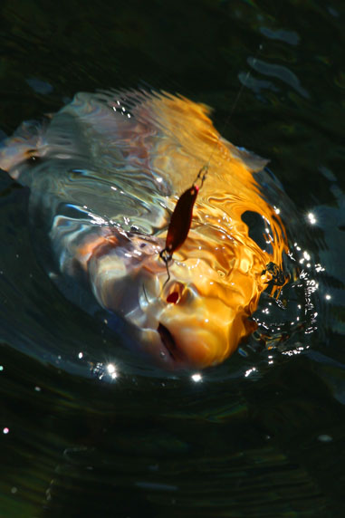 小菅トラウトガーデン 釣果