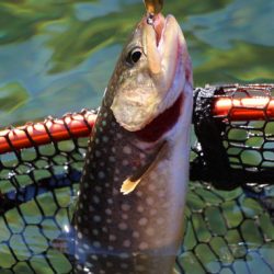 小菅トラウトガーデン 釣果