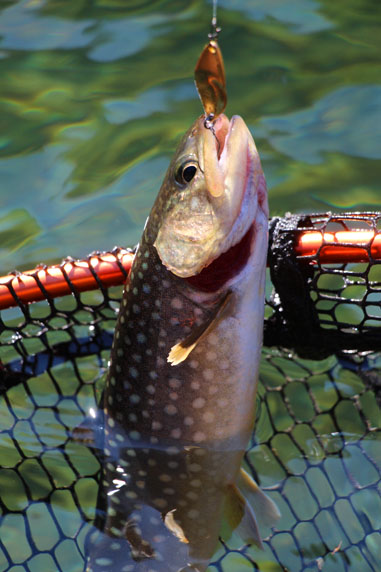 小菅トラウトガーデン 釣果