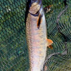 小菅トラウトガーデン 釣果