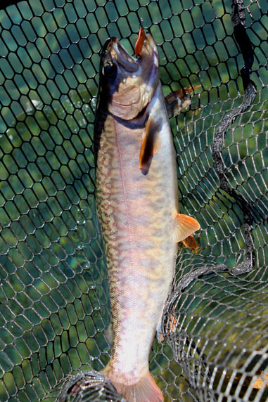 小菅トラウトガーデン 釣果