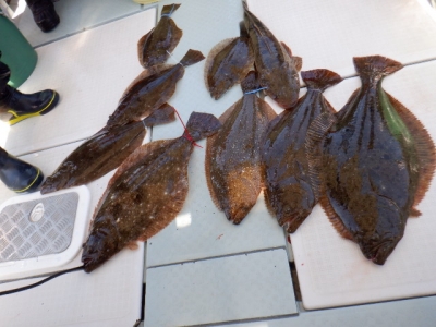 遊漁船 幸友丸 釣果