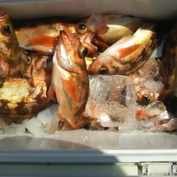 モンロー号 釣果