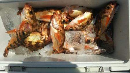 モンロー号 釣果