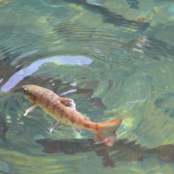 小菅トラウトガーデン 釣果