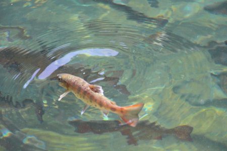 小菅トラウトガーデン 釣果