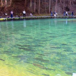 小菅トラウトガーデン 釣果