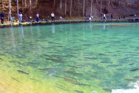 小菅トラウトガーデン 釣果