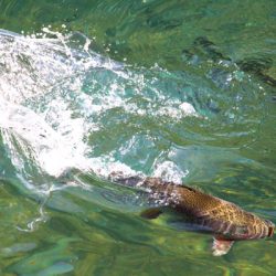 小菅トラウトガーデン 釣果