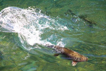 小菅トラウトガーデン 釣果