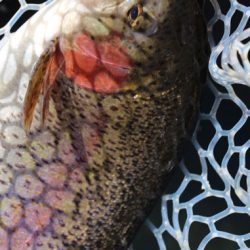 小菅トラウトガーデン 釣果