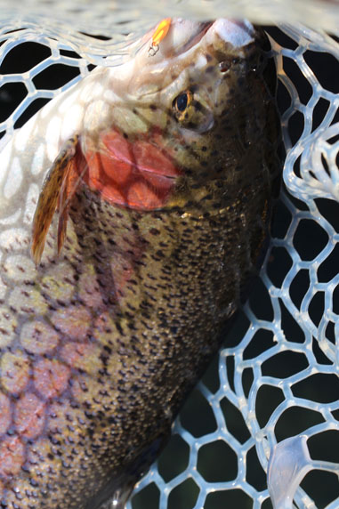 小菅トラウトガーデン 釣果