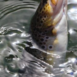 小菅トラウトガーデン 釣果