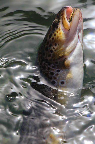 小菅トラウトガーデン 釣果