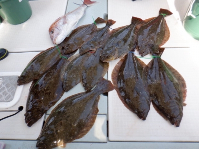 遊漁船 幸友丸 釣果