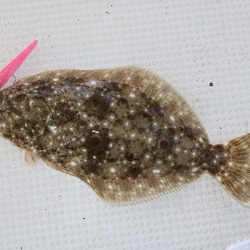 松本釣船２ 釣果