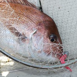 松本釣船２ 釣果