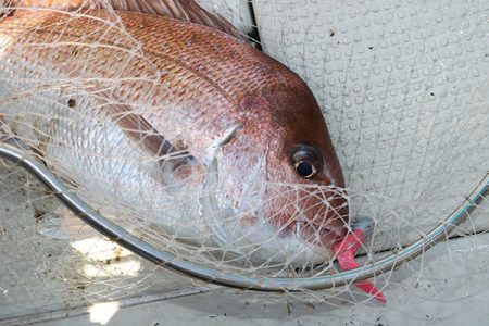 松本釣船２ 釣果