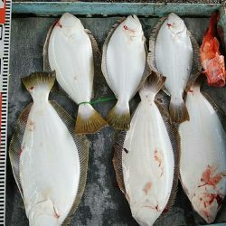 明神釣船 釣果