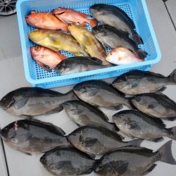 ブルーピア 釣果